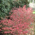 Euonymus alatus 'Compactus' automne